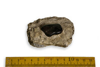 F 21848
          <br/>
          
          <br/>
          <em></em>
